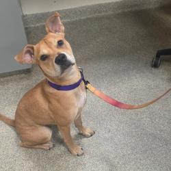 Shelter Stray Female Dog last seen , 8464 Beach Blvd, Jacksonville, FL 32216, USA