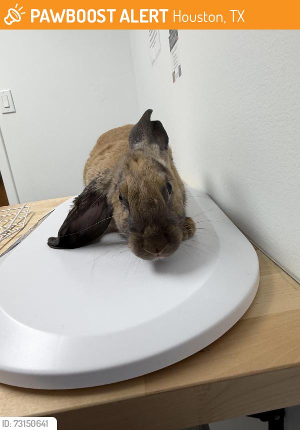 Found/Stray Unknown Rabbit last seen Bendwood Park, Houston, TX 77024
