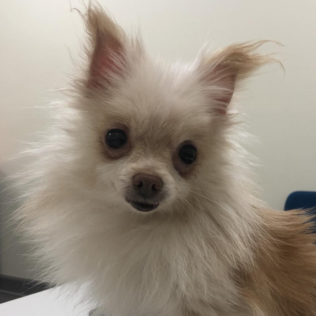 Shelter Stray Female Dog last seen , 1211 Old Graves Mill Rd, Lynchburg, VA 24502, USA