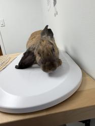 Found/Stray Unknown Rabbit last seen Bendwood Park, Houston, TX 77024
