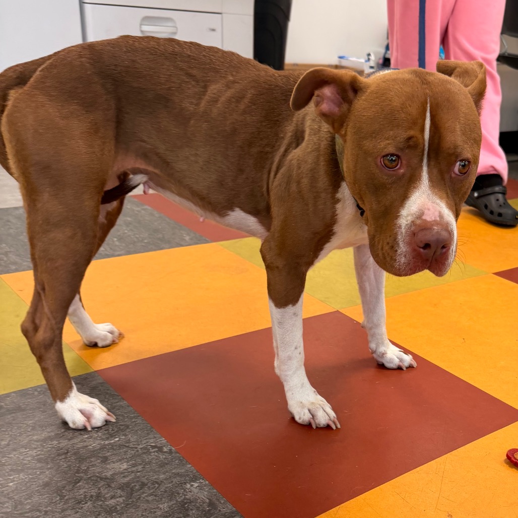 Shelter Stray Female Dog last seen , Animal Care & Control Team of Philly, 111 W Hunting Park Ave, Philadelphia, PA 19140, USA