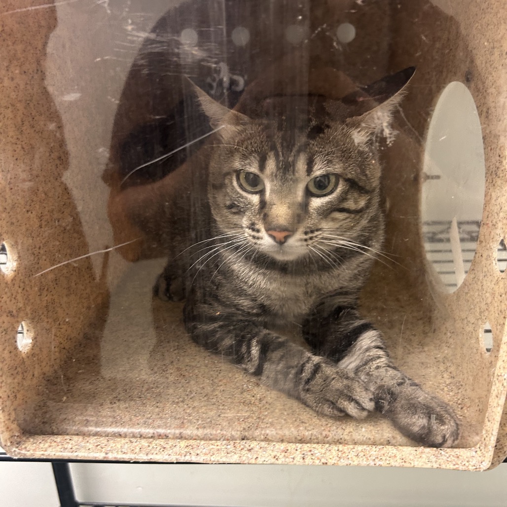 Shelter Stray Male Cat last seen , Animal Care & Control Team of Philly, 111 W Hunting Park Ave, Philadelphia, PA 19140, USA