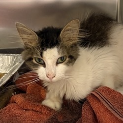 Shelter Stray Male Cat last seen , 14 Forever Friend Ln, Asheville, NC 28806, USA