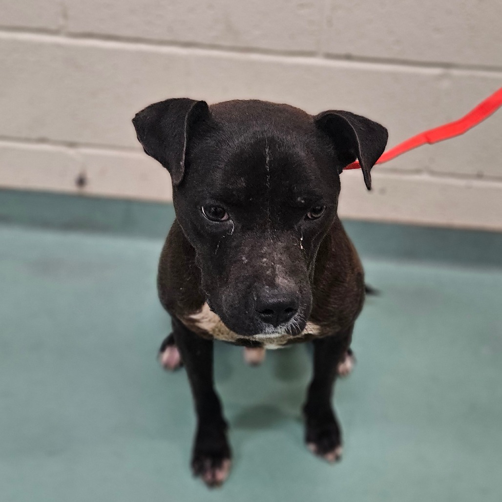 Shelter Stray Male Dog last seen , 2350 Appling City Cove, Memphis, TN 38133, USA
