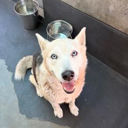Shelter Stray Female Dog last seen , 361 S Raymond Ave, Pasadena, CA 91105, USA