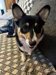 Lost Male Dog last seen Davidson Dr in Wolf Island Creek Subdivision, Reidsville, NC 27320