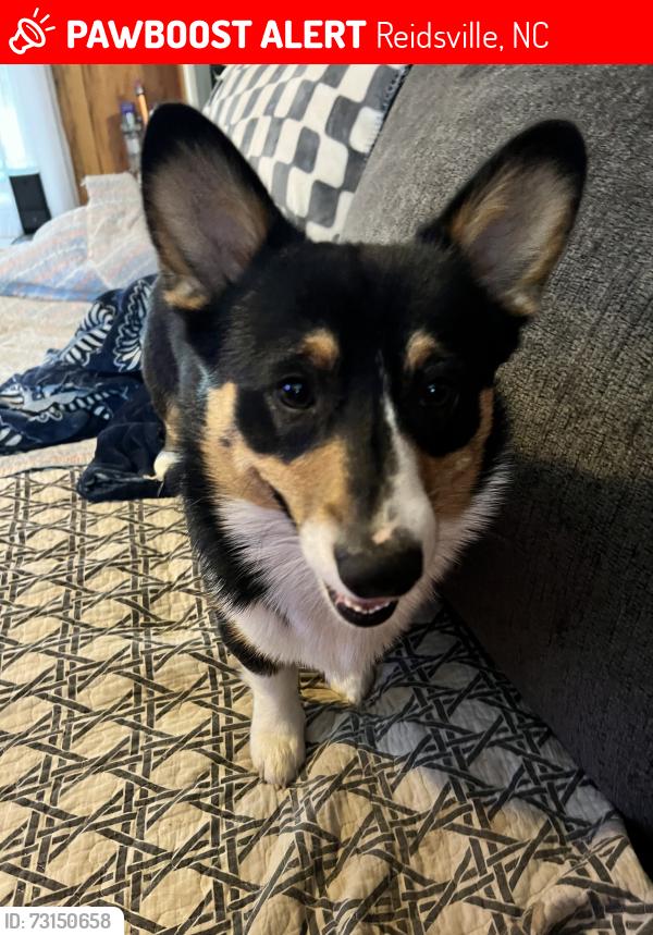 Lost Male Dog last seen Davidson Dr in Wolf Island Creek Subdivision, Reidsville, NC 27320