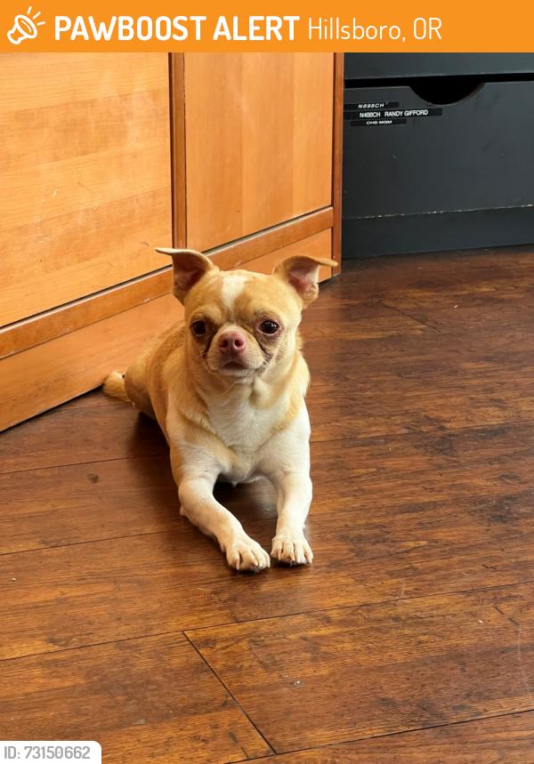 Found/Stray Male Dog last seen hillsboro airport, Hillsboro, OR 97124
