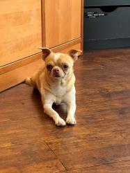 Found/Stray Male Dog last seen hillsboro airport, Hillsboro, OR 97124