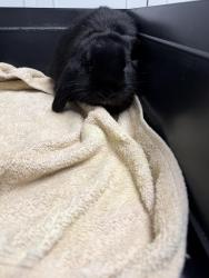 Found/Stray Unknown Rabbit last seen Bendwood Park, Houston, TX 77024