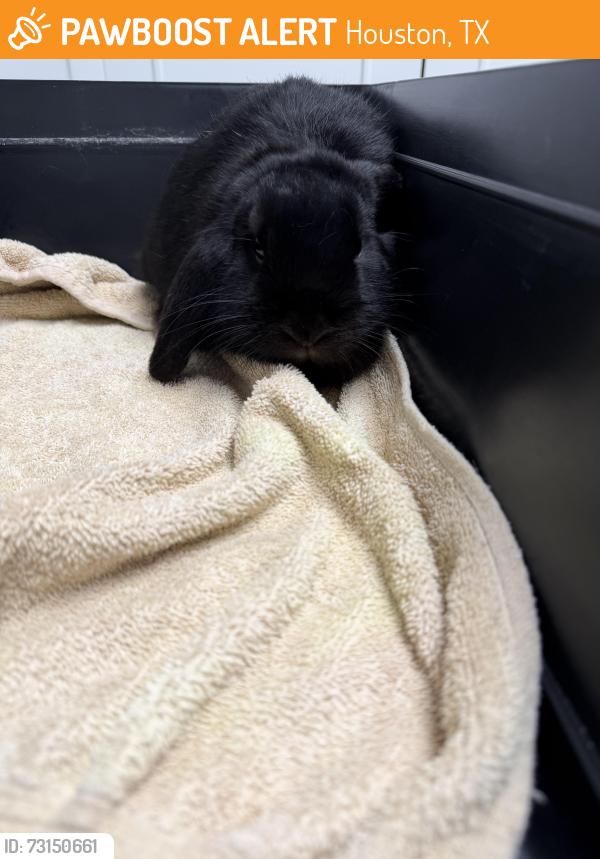 Found/Stray Unknown Rabbit last seen Bendwood Park, Houston, TX 77024