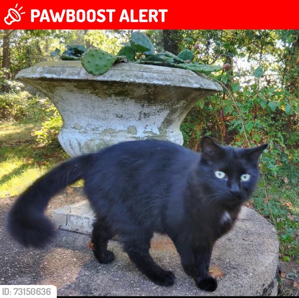 Lost Male Cat last seen Pennsville Auburn Rd between Perkintown Rd and Straughns Mill Rd, Oldmans Township, NJ 08067