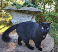 Lost Male Cat last seen Pennsville Auburn Rd between Perkintown Rd and Straughns Mill Rd, Oldmans Township, NJ 08067