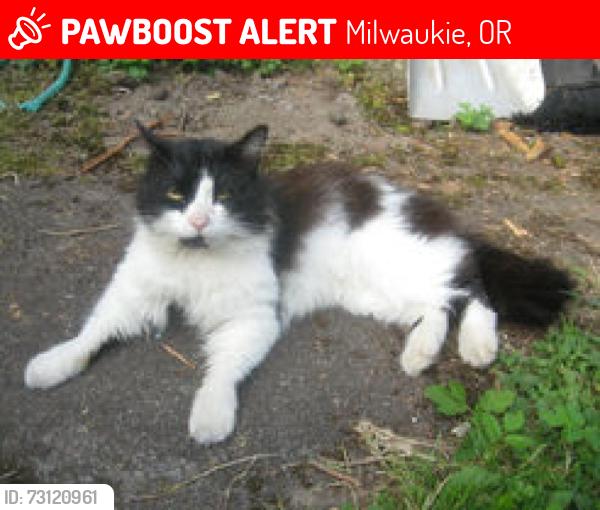 Lost Male Cat last seen Near se boardman ave & arista, Milwaukie, OR 97267