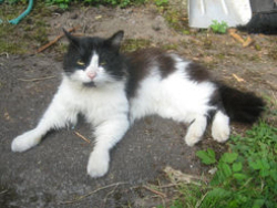 Lost Male Cat last seen Near se boardman ave & arista, Milwaukie, OR 97267