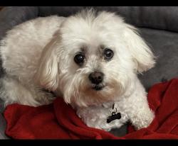 Lost Female Dog last seen Sunmark Dr and Armstrong Dr, Hanover County, VA 23111