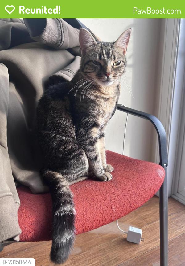Reunited Female Cat last seen Daimond st , page st , fontain st, Philadelphia, PA 19121
