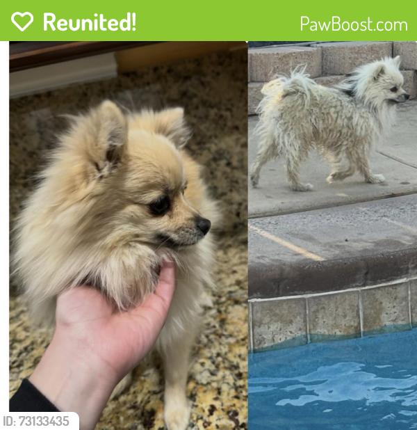 Reunited Female Cat last seen Legendary dr and Autumn Cir, Moreno Valley, CA 92555