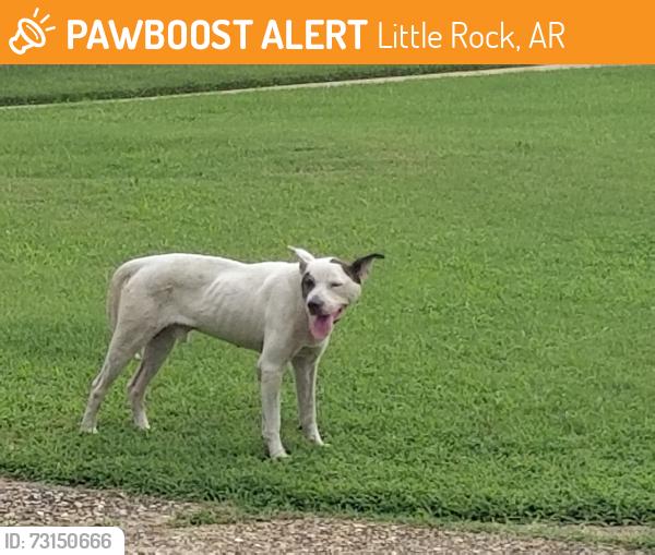 Found/Stray Male Dog last seen Maryton Park Cove, Little Rock, AR 72204