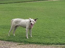 Found/Stray Male Dog last seen Maryton Park Cove, Little Rock, AR 72204