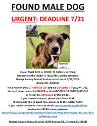 Found/Stray Male Dog last seen OCOEE, FL 34761, Ocoee, FL 34761