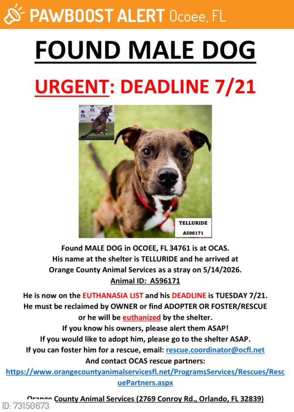 Found/Stray Male Dog last seen OCOEE, FL 34761, Ocoee, FL 34761