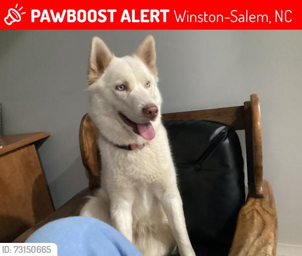 Lost Female Dog last seen Sprague st Winston Salem, Winston-Salem, NC 27107