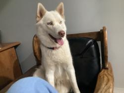 Lost Female Dog last seen Sprague st Winston Salem, Winston-Salem, NC 27107