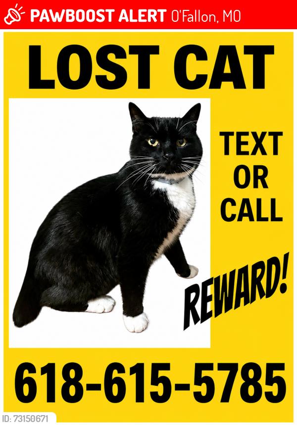 Lost Male Cat last seen Near woodlawn ave, O'Fallon, MO 63366