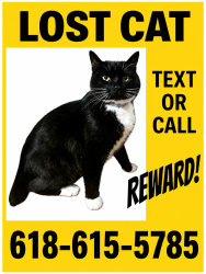 Lost Male Cat last seen Near woodlawn ave, O'Fallon, MO 63366