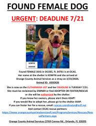 Found/Stray Female Dog last seen OCOEE, FL 34761, Ocoee, FL 34761