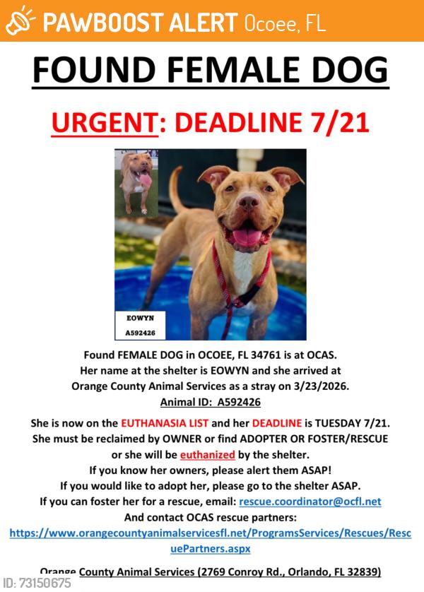 Found/Stray Female Dog last seen OCOEE, FL 34761, Ocoee, FL 34761