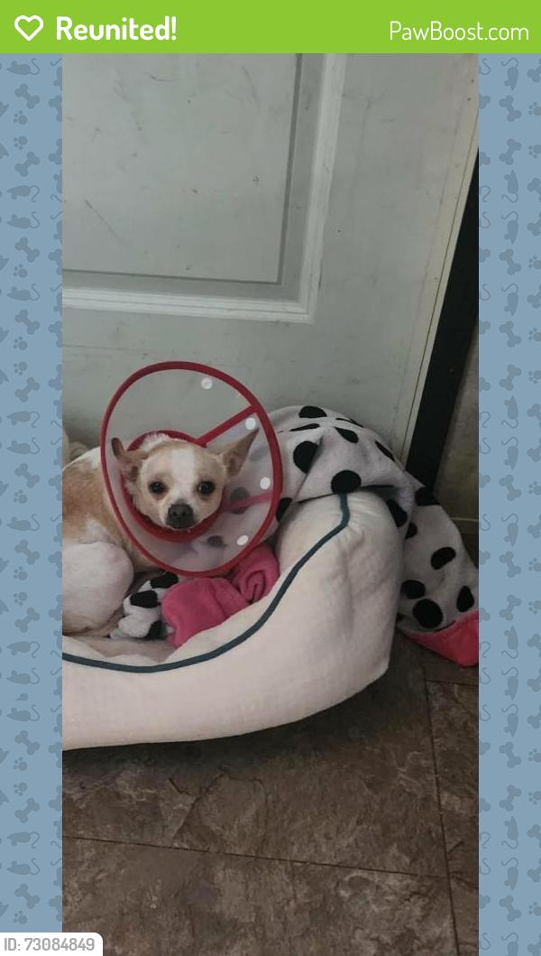 Reunited Female Dog last seen Groesbeck, Bryan, TX 77803
