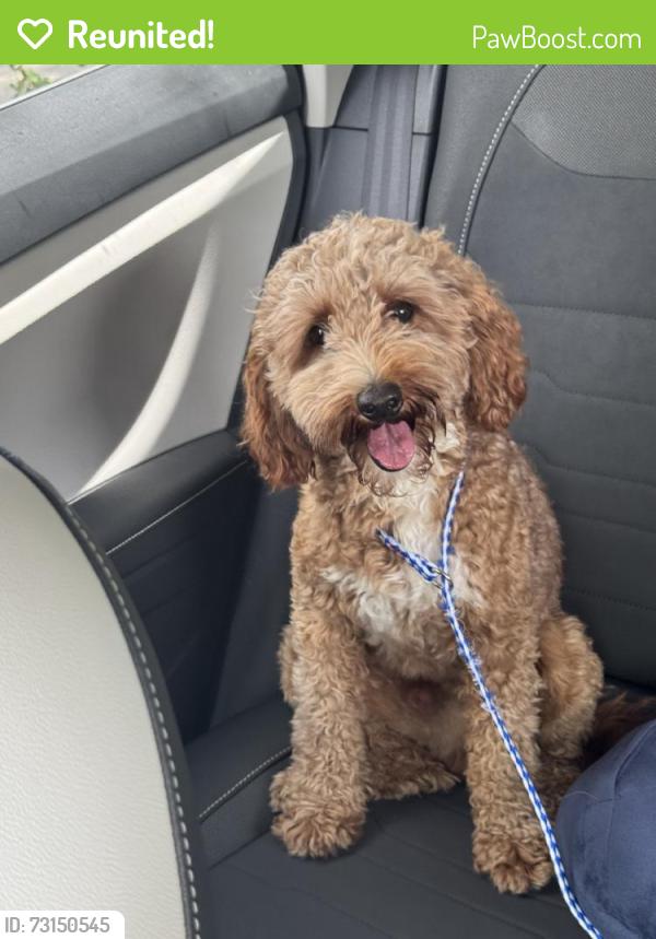 Reunited Male Dog last seen Near SW 78th Ct, Miami, FL 33156, USA, Miami, FL 33156