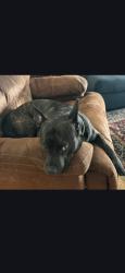 Reunited Male Dog last seen Granby Ave and Valley Rd, Cleveland, OH 44109