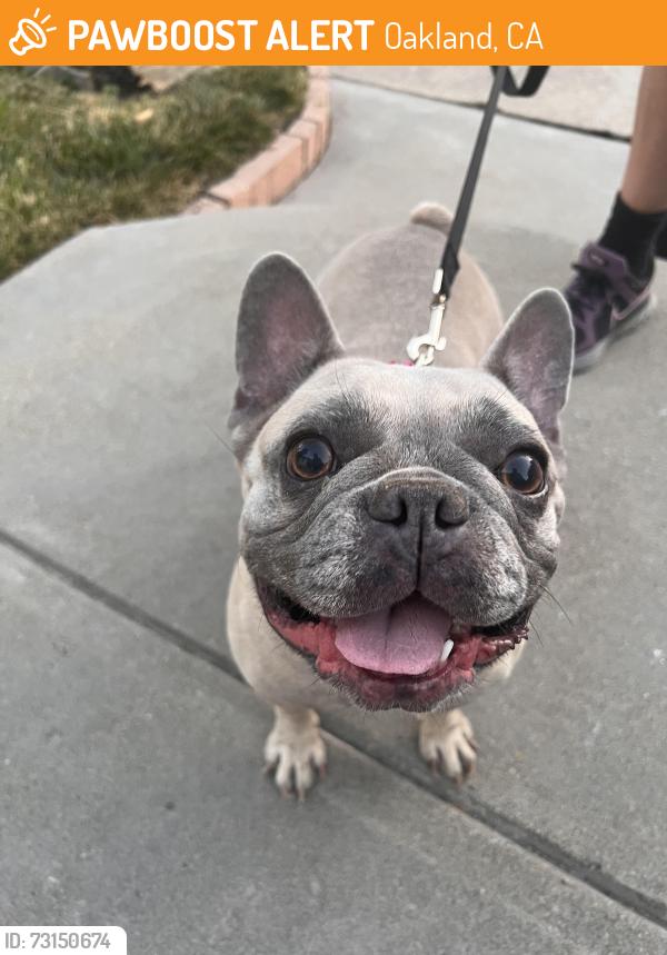 Found/Stray Female Dog last seen 55th + Dover, Oakland, CA 94609