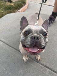 Found/Stray Female Dog last seen 55th + Dover, Oakland, CA 94609