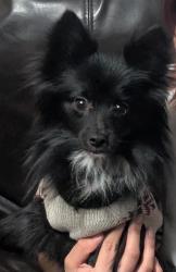 Lost Male Dog last seen Near N Dequincy St ( E 34th St y E 38th St), Indianapolis, IN 46218