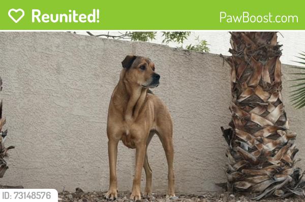 Reunited Female Dog last seen Near Park Sheridan Ln, Las Vegas, NV 89134, USA, Las Vegas, NV 89134
