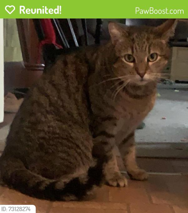 Reunited Male Cat last seen Exeter Ave, Exeter, PA 18643