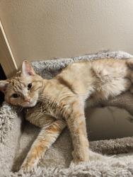 Lost Female Cat last seen Spring st and Grand Ave, Sun Prairie, WI 53590