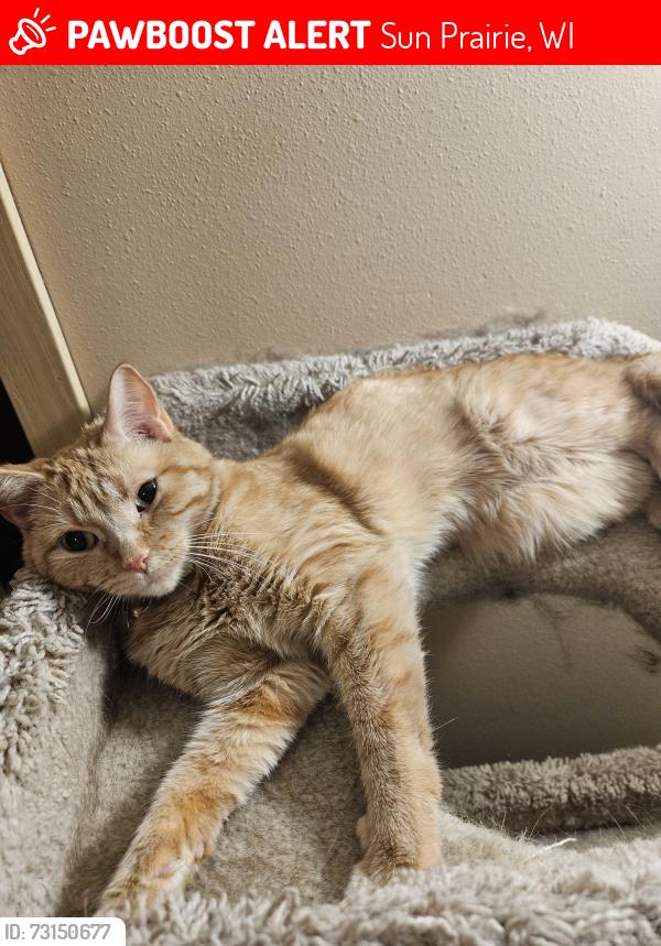 Lost Female Cat last seen Spring st and Grand Ave, Sun Prairie, WI 53590
