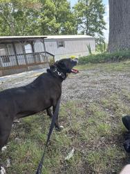 Reunited Male Dog last seen Near Woodfield Dr, Randolph County, NC 27350