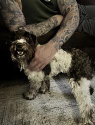 Lost Female Dog last seen Swenson ranch and grosenbacher, San Antonio, TX 78245