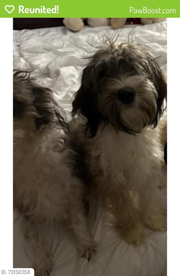 Reunited Female Dog last seen Oak Ridge North, TX 77386, USA, Oak Ridge North, TX 77385
