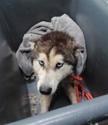 Shelter Stray Female Dog last seen Near BLOCK 4TH ST NW, ALBUQUERQUE NM 87114, 3001 2nd St SW, Albuquerque, NM 87105, USA