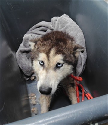 Shelter Stray Female Dog last seen Near BLOCK 4TH ST NW, ALBUQUERQUE NM 87114, 3001 2nd St SW, Albuquerque, NM 87105, USA