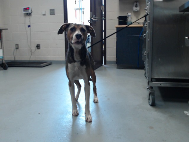 Shelter Stray Male Dog last seen , 4704 Corporation Dr, Fayetteville, NC 28306, USA