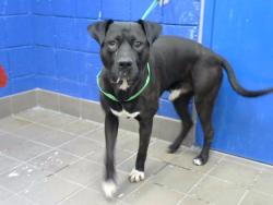 Shelter Stray Male Dog last seen , 8920 Lomas Blvd NE, Albuquerque, NM 87112, USA