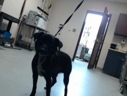 Shelter Stray Male Dog last seen Near BLOCK HIGHGATE DR, HOPE MILLS NC 28348, 4704 Corporation Dr, Fayetteville, NC 28306, USA